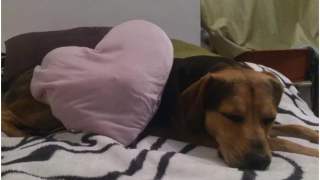 Cud świąteczny: Bolek został odnaleziony i po dwóch latach trafi do rodziny