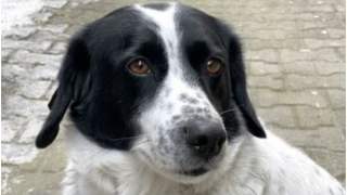 Pies, który poświęcił swoje życie by pomagać dzieciom przechodzić przez pasy