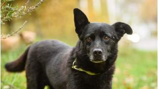 Pies przeszedł 30 kilometrów , by powrócić do swoich pierwotnych właścicieli