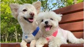 Pies znalazł kochającego przyjaciela