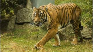 Tygrysy z Zoo w Poznaniu czeka spore wyzwanie