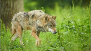 Wilk Gustaw samotnie przeszedł trasę o długości 10 000 kilometrów
