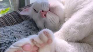 Kot o niezwykłych oczach znalazł swój upragniony dom