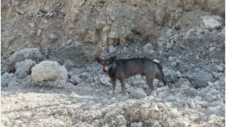 Pies na Filipinach uratował życie porzuconego noworodka