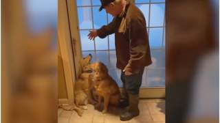 Psy bawiły się w zaspach śniegu. Zabawne wideo stało się hitem internetu